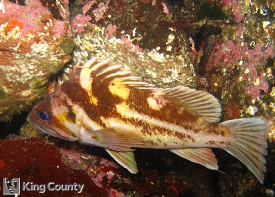 Photo of Sebastes caurinus